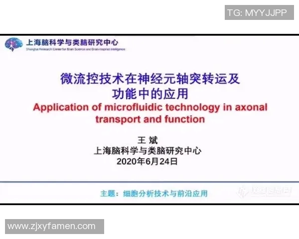 飞盘专题：深入分析上海飞盘队员的个人技能与战术素养